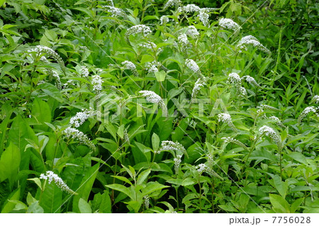 オカトラノオ 7756028