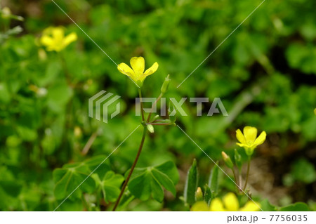 キバナカタバミ 7756035