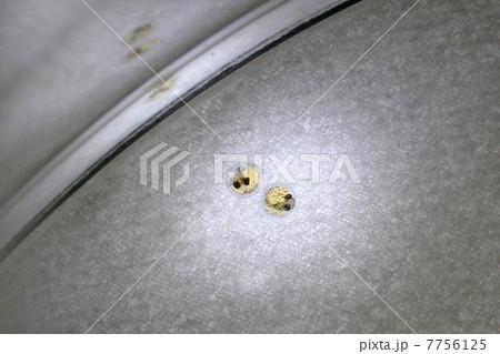 メダカの卵 7756125