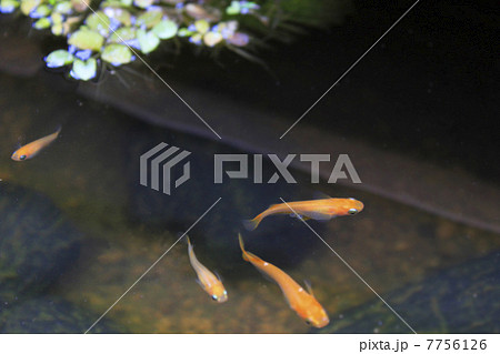 楊貴妃メダカ 7756126