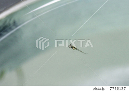 メダカ稚魚 7756127