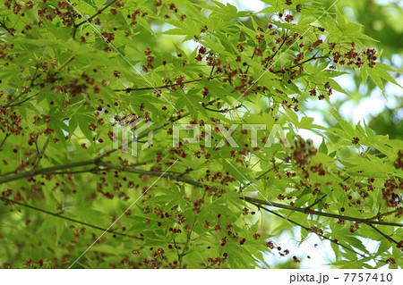 イロハモミジの花 イロハモミジの花 7757410