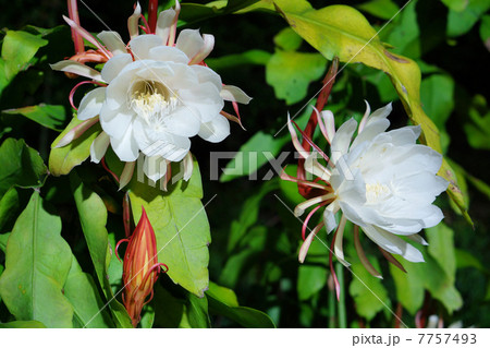 月下美人 月下美人 7757493