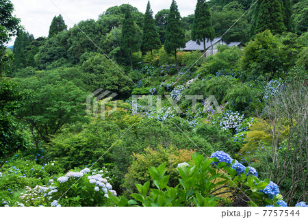 紫陽花の東雲の里 7757544