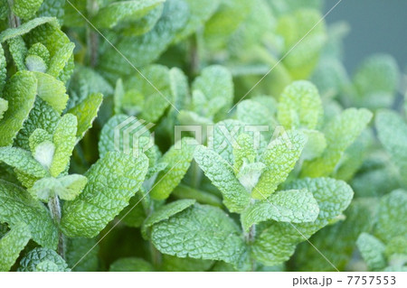 ミントの葉 7757553