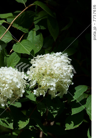 糊空木ノリウツギ 紫陽花に似ています。 糊空木ノリウツギ 紫陽花に似ています。 7757636