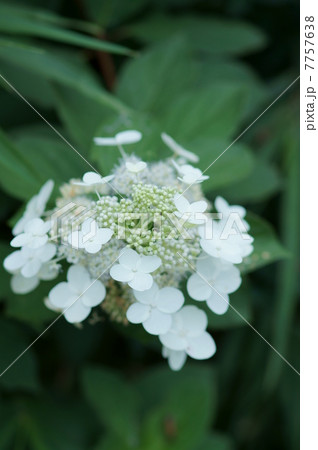 糊空木ノリウツギ 紫陽花に似ています。 糊空木ノリウツギ 紫陽花に似ています。 7757638