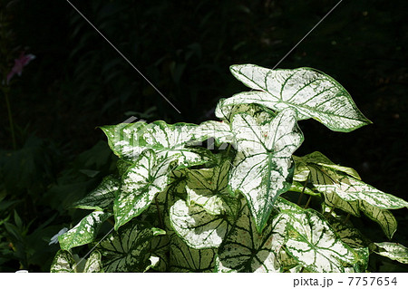 7月葉　熱帯植物カラジューム・サトイモ科06 7757654