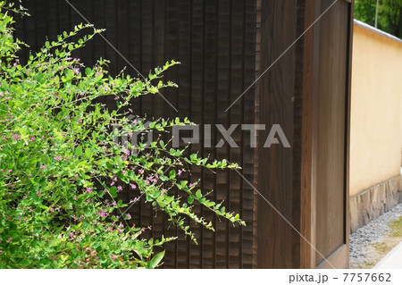 7月花　ハギ・ハギ科69 7757662