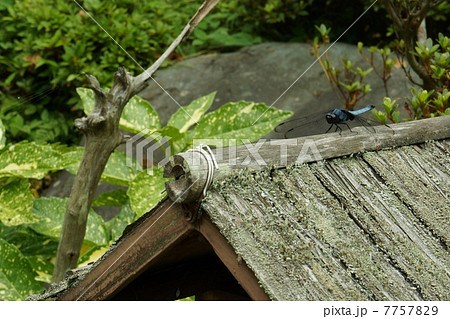 オオシオカラトンボ　オス 7757829