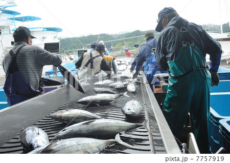 カツオの水揚げ 7757919