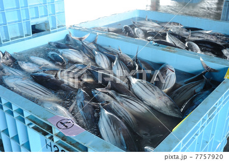 カツオの水揚げ 7757920