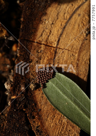 カメムシの卵 カメムシの卵 7757991