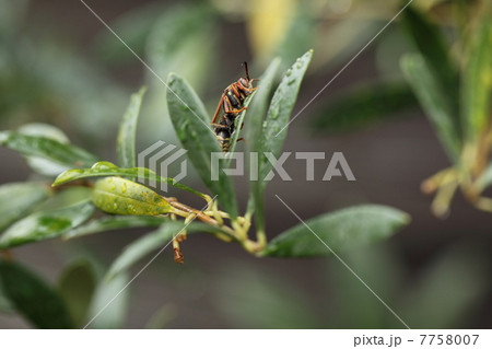 セグロアシナガバチ 7758007