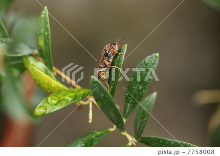 セグロアシナガバチ 7758008