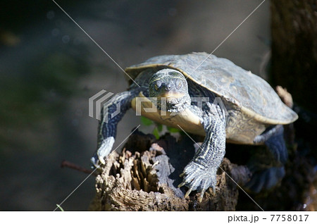 緑亀は大きくなると赤耳亀と呼ばれます。でも黄腹亀にもなります。 緑亀は大きくなると赤耳亀と呼ばれます。でも黄腹亀にもなります。 7758017