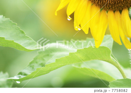 ひまわりと葉っぱ ひまわりと葉っぱ 7758082