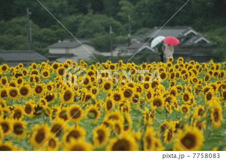 ひまわり畑と山 7758083