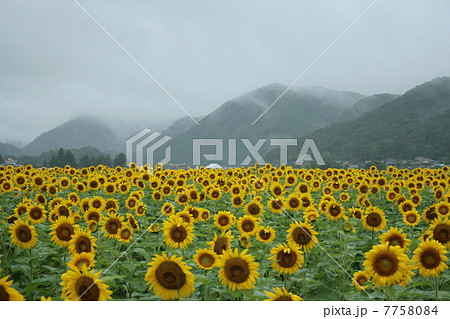 ひまわり畑と山 7758084