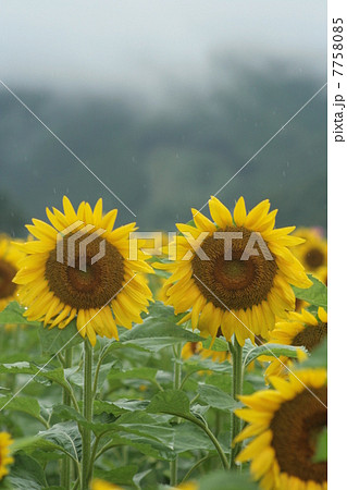 ひまわりと山 7758085