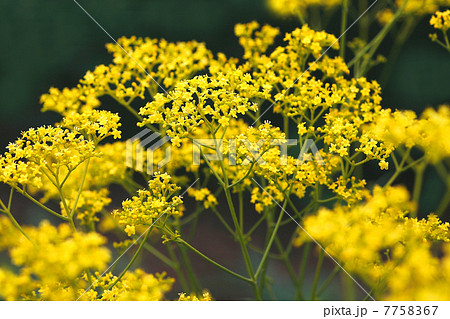 黄色いオミナエシの花 7758367