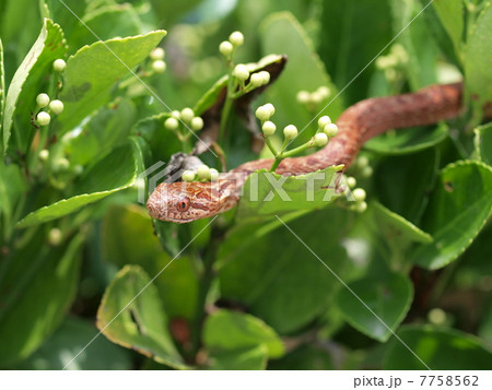 シマヘビの幼体 7758562