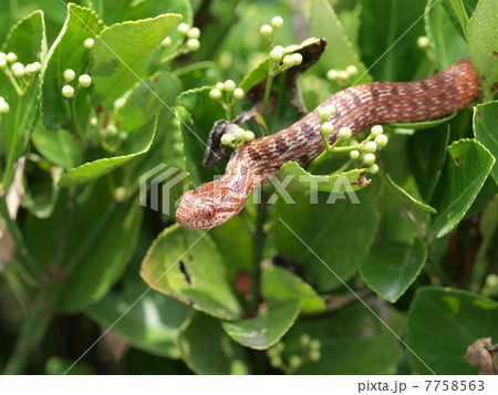 シマヘビの幼体 7758563