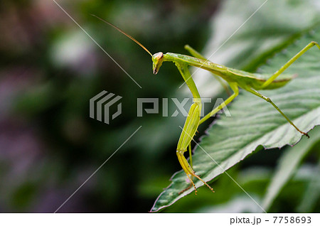 カマキリ カマキリ 7758693