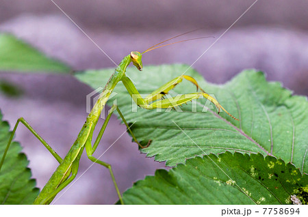 獲物をねらうカマキリ 獲物をねらうカマキリ 7758694