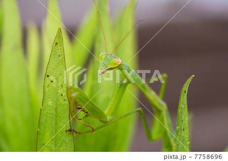 カマキリ 7758696
