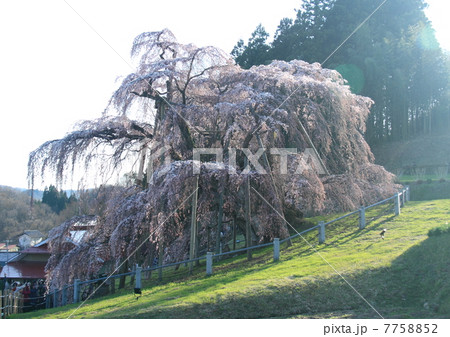 三春の滝桜　 7758852
