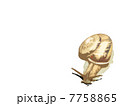 カタツムリ 7758865