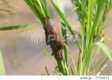 タガメの抱卵 7758914