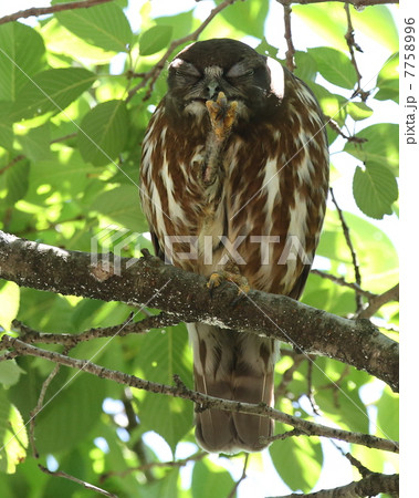 アオバズク 7758996