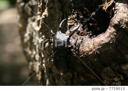 ヒラタクワタガ ヒラタクワタガ 7759013