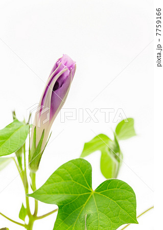 あさがおの蕾 あさがおの蕾 7759166