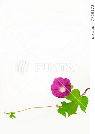 朝顔のフレーム 7759172