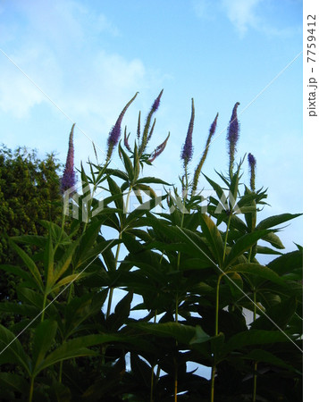 エゾクガイソウと空 7759412