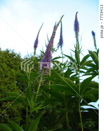 エゾクガイソウ 7759413