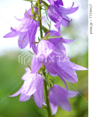 ソバナ：岨菜 7759417