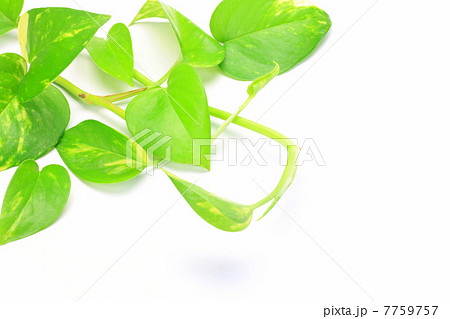 ポトス ポトス 7759757