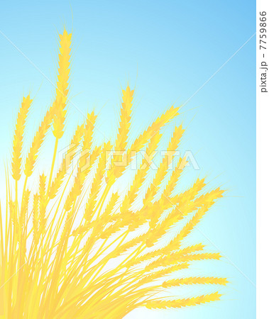 Ears of wheat Ears of wheat 7759866