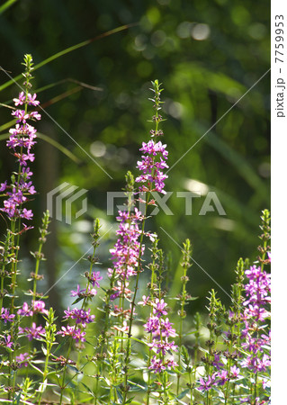 ミソハギ水辺 ミソハギ水辺 7759953