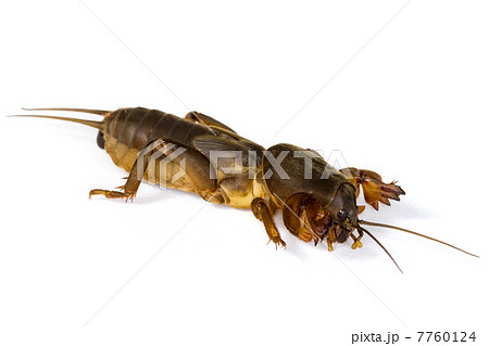 Mole cricket Mole cricket 7760124