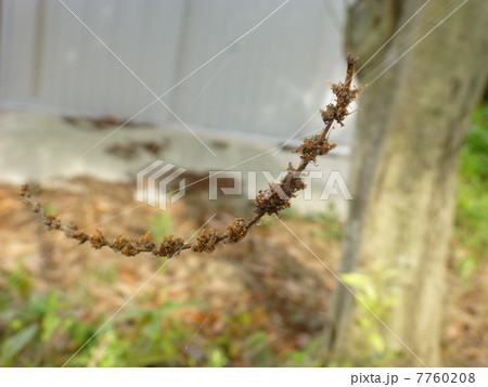 どんぐりの雄花 7760208