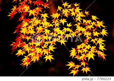 光差す紅葉 光差す紅葉 7760224