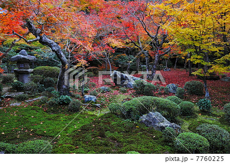 圓光寺　庭園の紅葉と苔 7760225