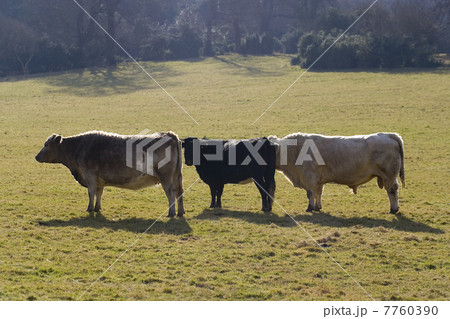 Three Bulls Cows in a Field Three Bulls Cows in a Field 7760390