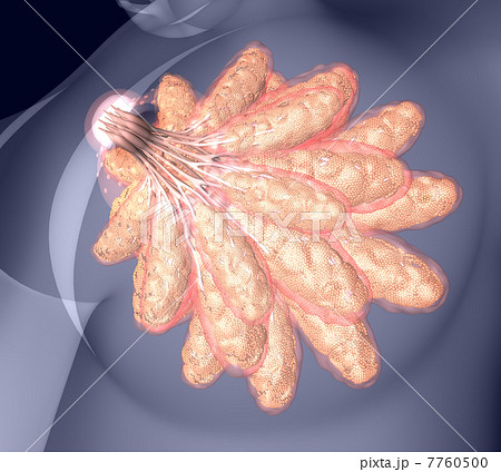 乳腺拡大図 透明 クローズアップ２ のイラスト素材