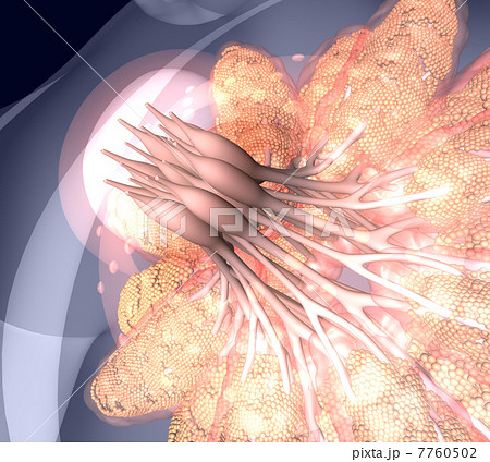 乳腺拡大図 透明 クローズアップ１ のイラスト素材